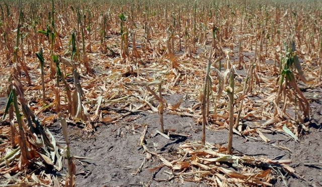 Hasta ocho mil agricultores se vieron afectados por la sequía