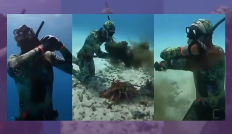 ¡Increíble! Un pulpo se defiende y casi deja sin aire a un buzo