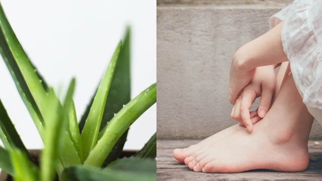 Quita el mal olor de los pies para siempre con aloe vera, ¡también los sentirás más suaves!