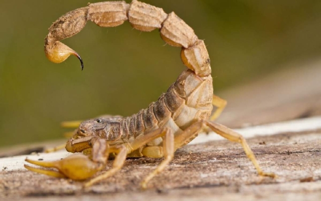 Alertan por aumento de alacranes en la zona poniente