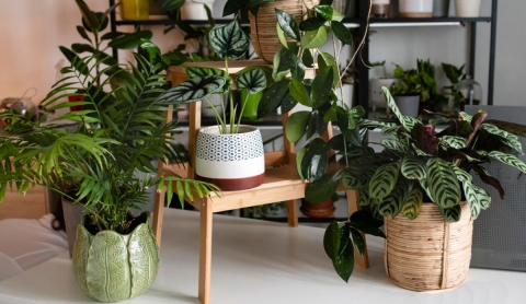 Ideas prácticas para decorar con plantas y transformar espacios apagados