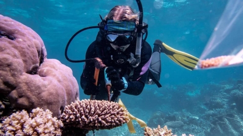 Científicos cultivan supercorales resistentes para salvar la Gran Barrera de Coral