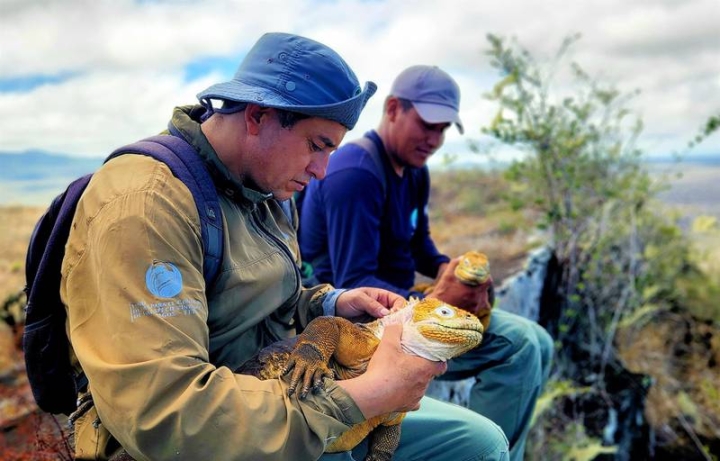 ¡&#039;Milagro&#039; en isla de Galápagos! Nacen iguanas terrestres tras dos siglos de ausencia