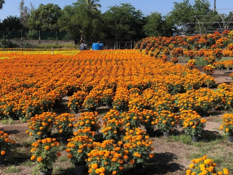 Prevén caída del 20% en producción de cempasúchil en el surponiente