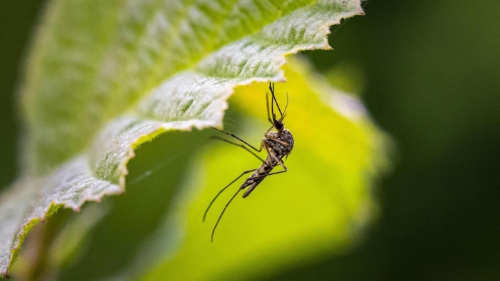 Plantas para ahuyentar moscas y mosquitos en temporada de calor