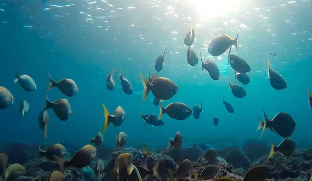 Pescadores buscan repoblar las lagunas de Coatetelco y El Rodeo