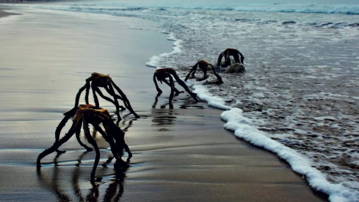 &#039;Criaturas&#039; saliendo del mar causan pánico en redes sociales por parecer extraterrestres