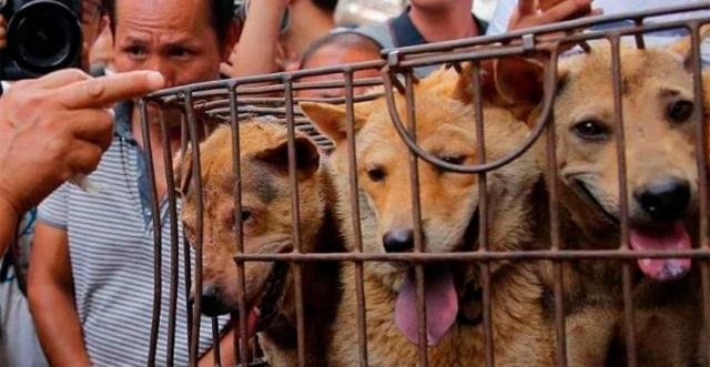 Analizan prohibir consumo de carne de perro.