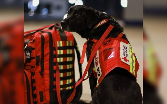 Rex, July, Ecko y Timba: Los perritos rescatistas que irán a ayudar a Turquía