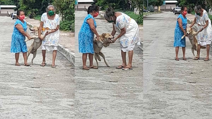 Abuelitas corretean y atrapan a su perrito que escapó de casa.