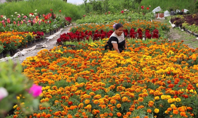 Producción de 47 mil flores de cempasúchil en Jiutepec: alcalde Rafael Reyes