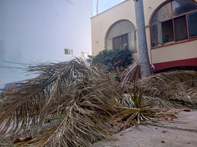 Cae palmera en estacionamiento de restaurante