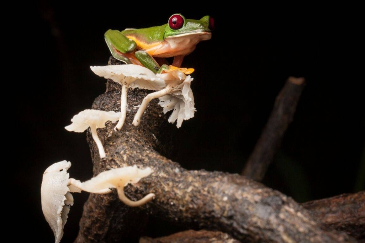 Una rana arborícola planeadora (&#039;Agalychnis spurrelli&#039;) posada en una rama con setas en la Península de Osa de Costa Rica.