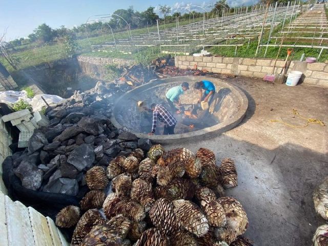 Aunque la producción del agave es muy prometedora, el concejal aseguró que hace falta el plan rector de este cultivo para optimizar su aprovechamiento. 