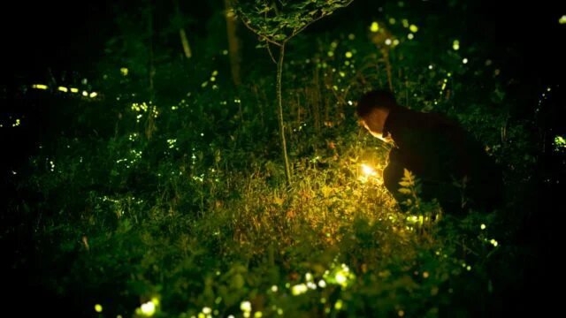 Inicia temporada de luciérnagas en Tlaxcala, esperan 120 mil visitantes