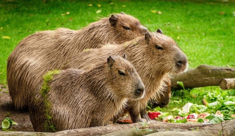 Día de celebración del capibara o carpincho