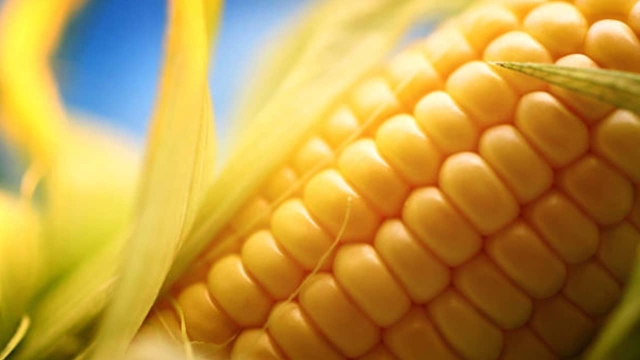 SCJN dice &quot;NO&quot; a la siembra de maíz transgénico en México.