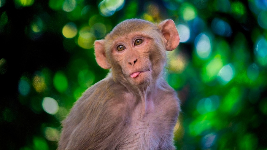 Recuperan los 43 monos que escaparon de un centro de investigación en Carolina del Sur