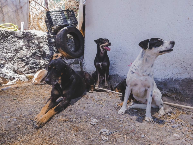 Rescata fiscalía ambiental de Cuernavaca a 28 perros 