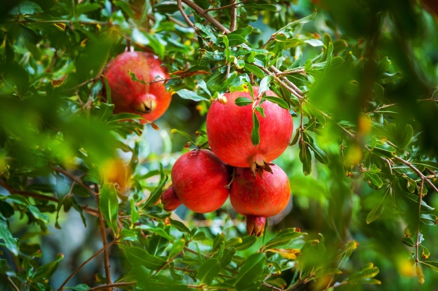 5 árboles frutales sencillos de sembrar en tu jardín