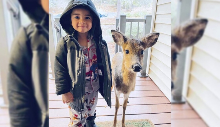 Niño sale a jugar y sorprende a sus padres al regresar a la casa con un venado bebé como mascota