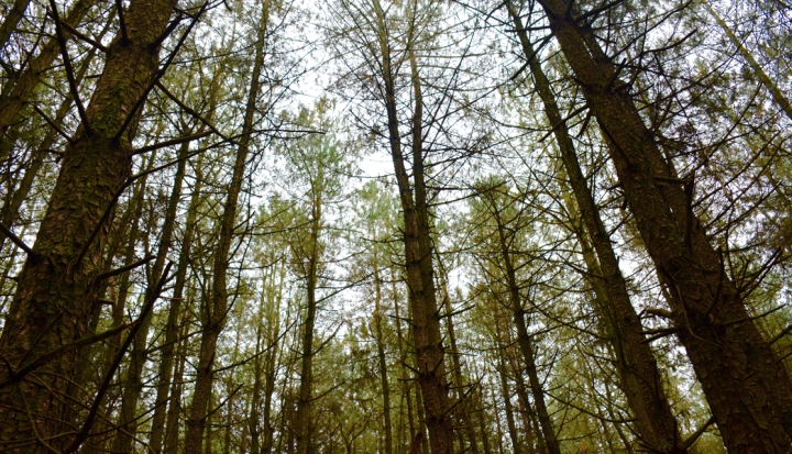 Edición genética en árboles para producir madera sostenible