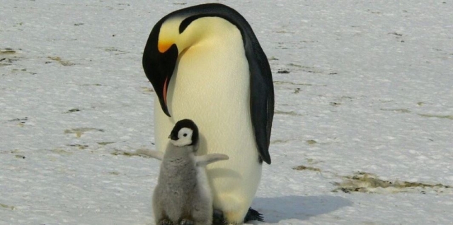 Animales también heredan bienes y privilegios de sus padres: estudio