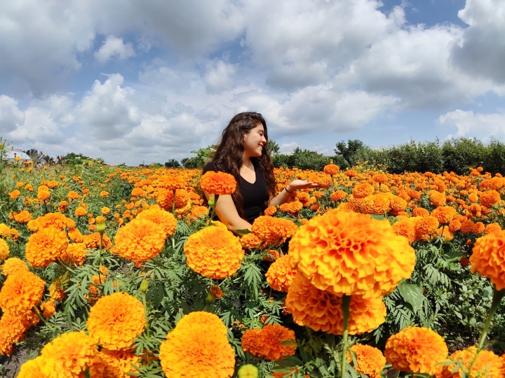 Los campos de cempasúchil en Morelos