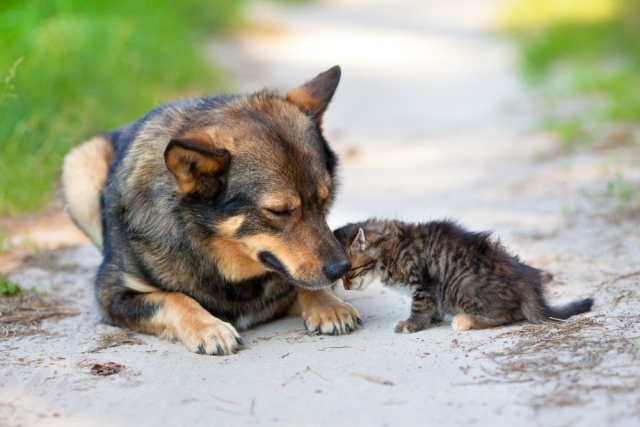 Día Internacional de los Animales Callejeros: Abandono de mascotas prevalece en México