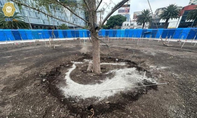 Sujeto agrede el nuevo ahuehuete de Paseo de la Reforma; fue detenido