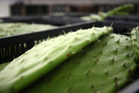 ¡Tlalnepantla: cuna del nopal, orgullo de la tierra!