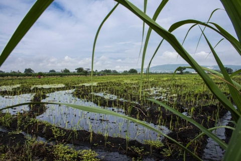 Jesús Solís Alvarado invitó a consumir arroz y demás productos que produce Morelos. 