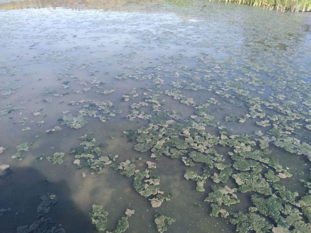 Aseguran que desde hace muchos años no se observaba esa presencia en la laguna.