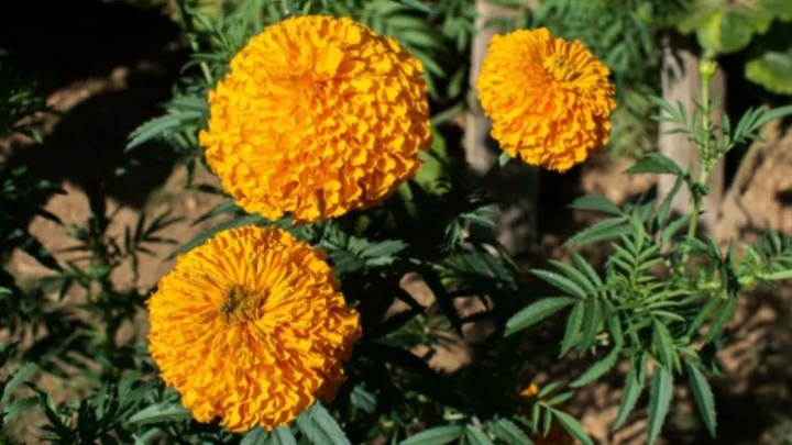 Tónico casero con flor de cempasúchil para rejuvenecer y calmar la piel