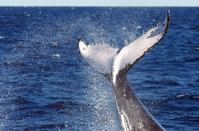Japón permitirá cazar ballenas de aleta con fines comerciales