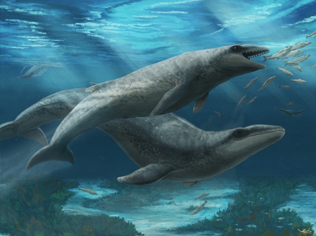 Cría y madre de Janjucetus dullardi nadando en mares poco profundos, hace 25 millones de años. 