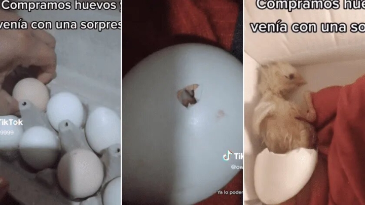 Familia compra huevos y descubren que uno de ellos traía un pollito adentro