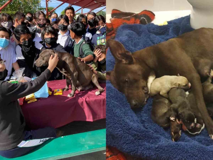 Alumnos de secundaria en Mexicali adoptan a perrita embarazada y le organizan baby shower