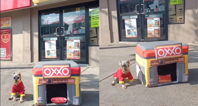 &#039;Oxxito&#039; para mascotas: La sensación viral en TikTok