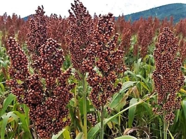 El precio de granos básicos como el sorgo y el maíz cayó el año pasado.