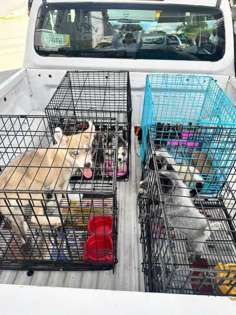 Llaman a combatir venta de animales