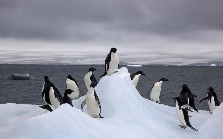 Científicos estudian brote de gripe aviar que afecta a pingüinos antárticos