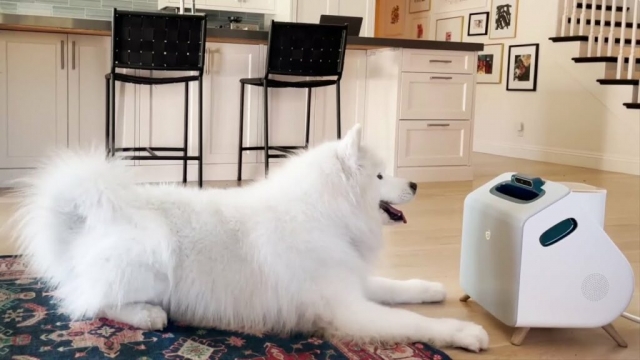 ¿Sin tiempo para entrenar a tu perro? Este gadget se encarga