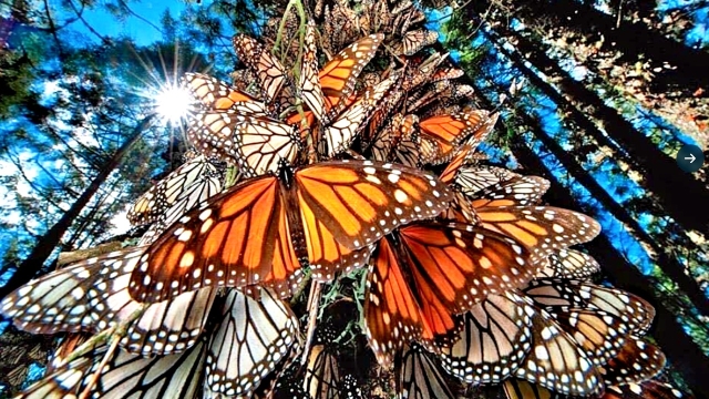 Michoacán: Santuarios de la Mariposa Monarca abren sus puertas el 18 de noviembre