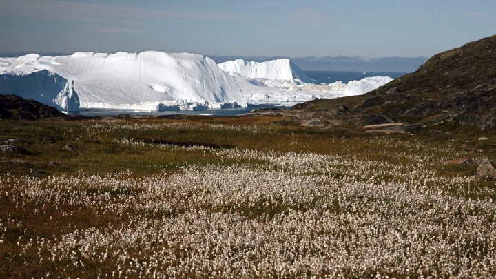 Las plantas empiezan a sustituir al hielo en Groenlandia