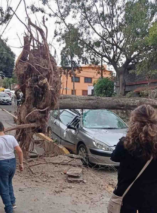 La fuerza del viento puede derribar árboles que, a su vez, llegan a afectar el patrimonio de las personas.