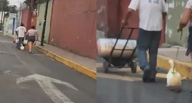 &#039;Pato perro&#039;: un paseo viral por CDMX