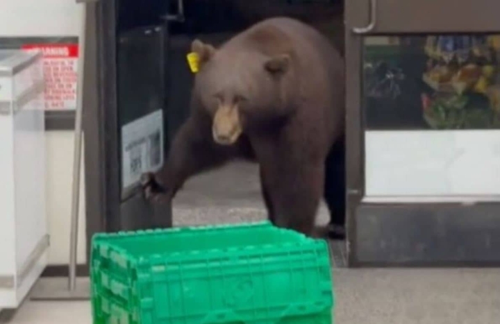 Oso entra a tienda y se pone gel antibacterial.