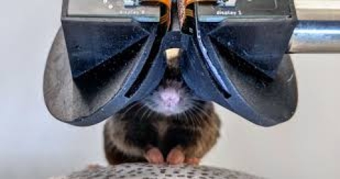 Minilentes de realidad virtual para ratones ayudan a estudiar el Alzheimer