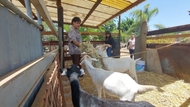 Invita Gobierno de Jiutepec a respaldar al sector ganadero del municipio